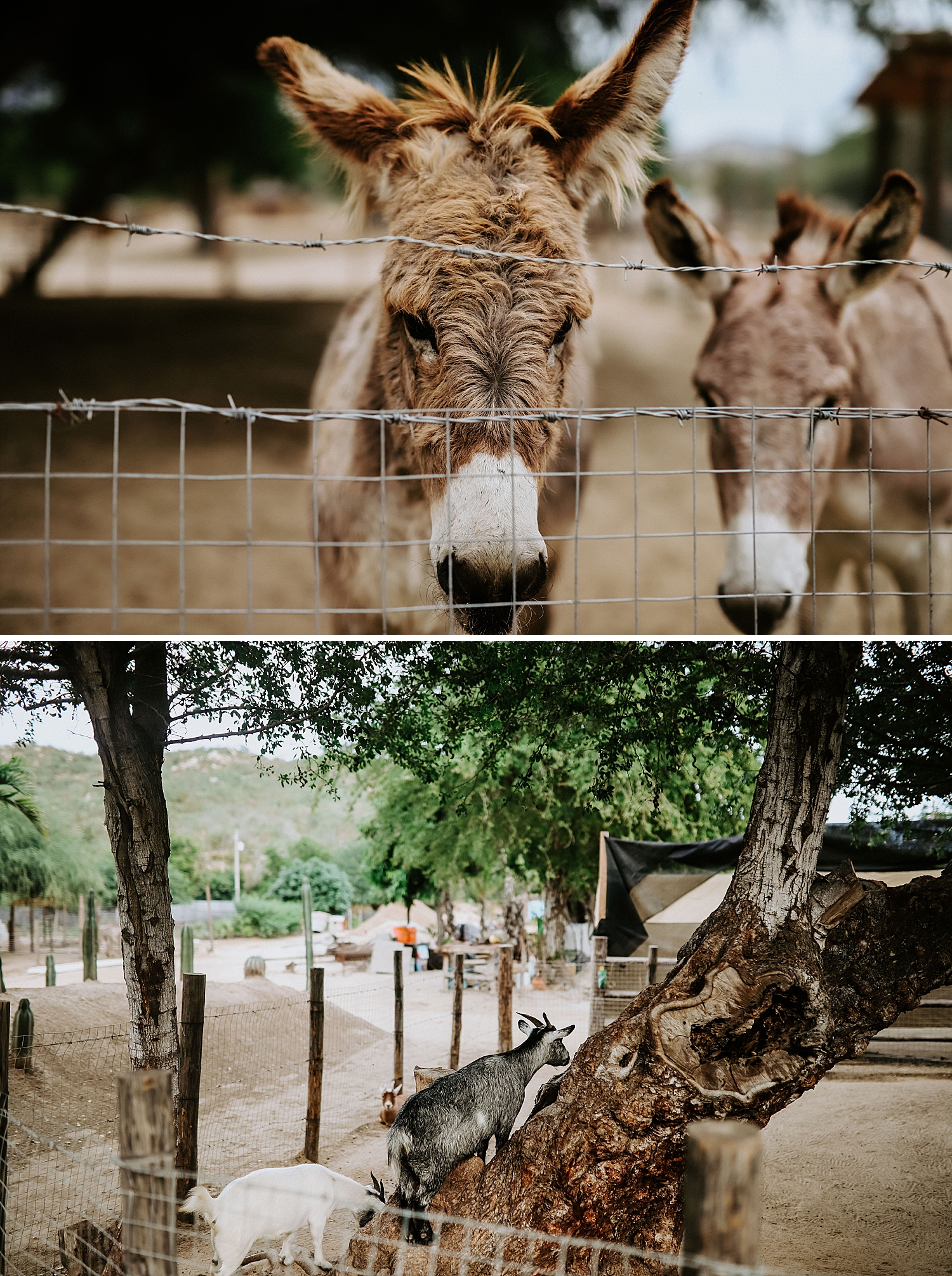 acre baja wedding, destination wedding photographers, okc wedding photographers, weddings at acre baja, acre baja wedding photographers